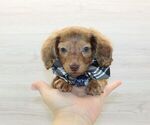 Small #2 Dachshund
