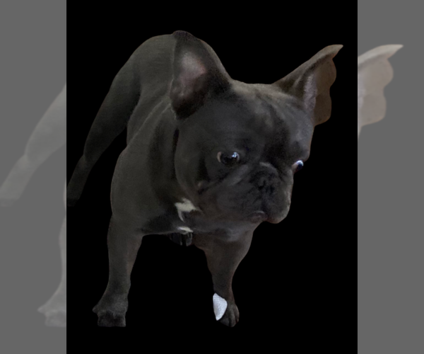 Medium Photo #1 French Bulldog Puppy For Sale in TRAVELERS REST, SC, USA