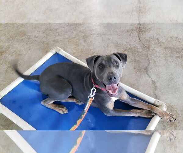 Medium Photo #5 Blue Lacy-Labrador Retriever Mix Puppy For Sale in HOUSTON, TX, USA