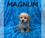 Small #1 YorkiePoo