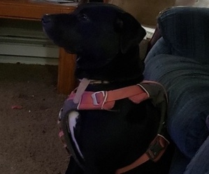 American Pit Bull Terrier-Labrador Retriever Mix Puppy for sale in EAU CLAIRE, WI, USA
