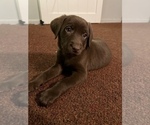 Small Photo #14 Labrador Retriever Puppy For Sale in SHELBY, NC, USA