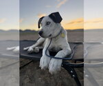 Small #13 Mutt