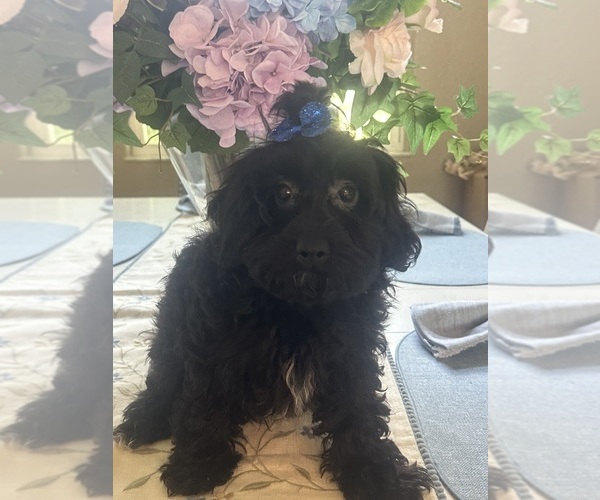 Medium Photo #1 Maltipoo (Toy) Puppy For Sale in PUNTA GORDA, FL, USA