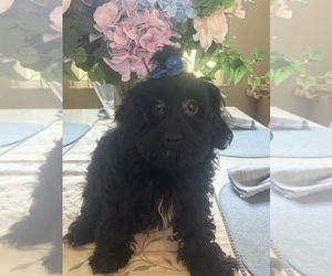 Maltipoo (Toy) Puppy for sale in PUNTA GORDA, FL, USA
