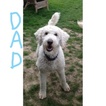 Small Photo #2 Goldendoodle Puppy For Sale in HUDSONVILLE, MI, USA