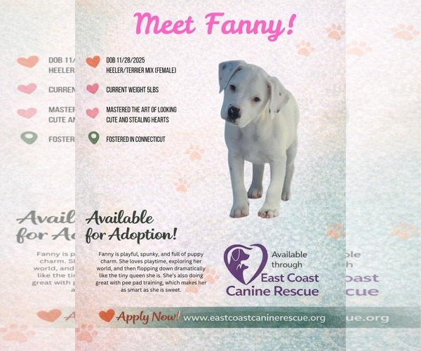 Medium Photo #3 Mutt Puppy For Sale in pomfret, CT, USA