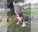 Small #10 American Bully