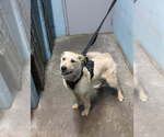 Small #2 Mutt