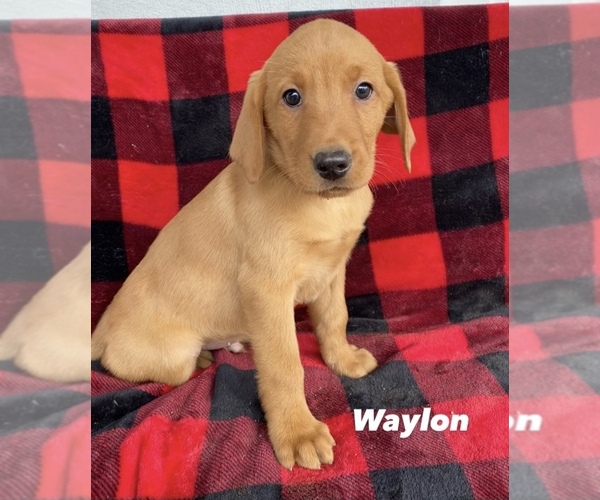 Medium Photo #5 Labrador Retriever Puppy For Sale in NARVON, PA, USA