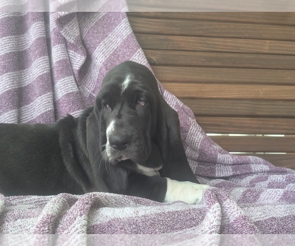 Medium Photo #7 Basset Hound Puppy For Sale in HILLSBORO, TX, USA