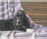 Small Photo #7 Basset Hound Puppy For Sale in HILLSBORO, TX, USA