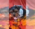 Small #6 Yorkshire Terrier