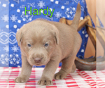 Image preview for Ad Listing. Nickname: Hardy