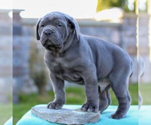 Cane Corso Puppy for sale in LANCASTER, PA, USA