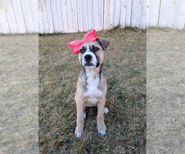 Medium Photo #7 Mutt Puppy For Sale in Sandy, UT, USA