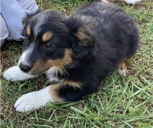Australian Shepherd Puppy for sale in NEW WASHINGTN, IN, USA