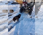 Small #14 Labrador Retriever