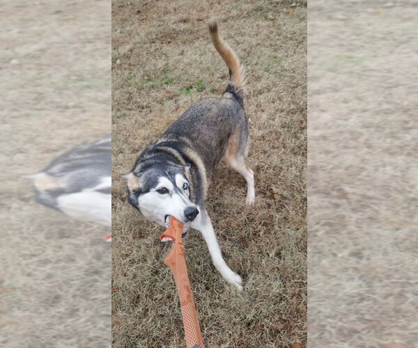 Medium Photo #2 Alusky Puppy For Sale in Randleman , NM, USA