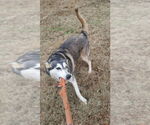 Small #1 Alusky