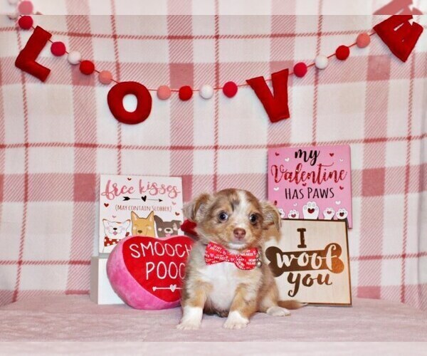 Medium Photo #20 Chihuahua Puppy For Sale in CHARLESTON, AR, USA