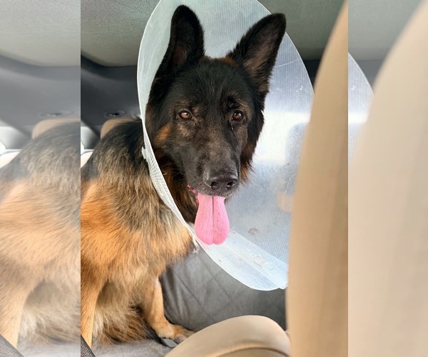Medium Photo #1 German Shepherd Dog Puppy For Sale in Plantation, FL, USA