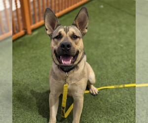 German Shepherd Dog-Unknown Mix Dogs for adoption in Las Vegas, NV, USA