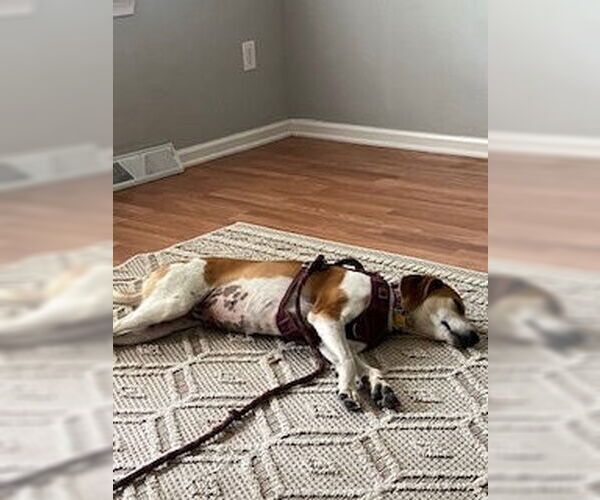Medium Photo #3 Beagle-Unknown Mix Puppy For Sale in Rustburg, VA, USA