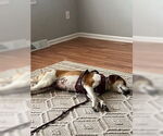 Small #2 Beagle Mix