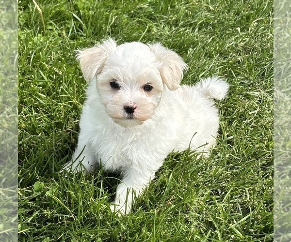 Medium Photo #16 Maltese Puppy For Sale in ROCK STREAM, NY, USA