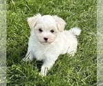 Small #15 Maltese