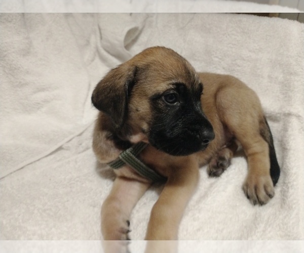Medium Photo #1 Daniff Puppy For Sale in MARSHALL, AR, USA