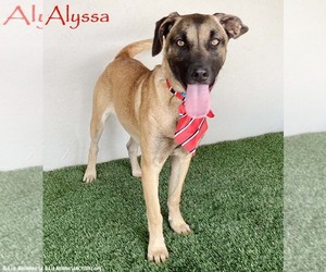 Mutt Dogs for adoption in San Diego, CA, USA