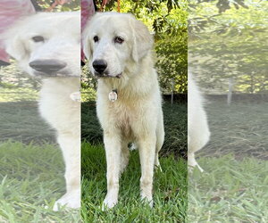 Jelly - Male Great Pyrenees Dog for Adoption - Photo #13