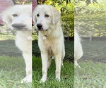 Small #12 Great Pyrenees