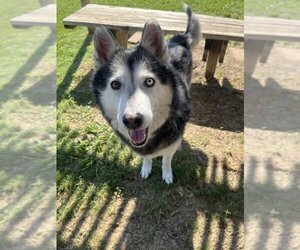 Siberian Husky-Unknown Mix Dogs for adoption in Plano, TX, USA