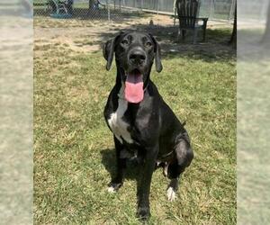 Great Dane-Unknown Mix Dogs for adoption in Conroe, TX, USA