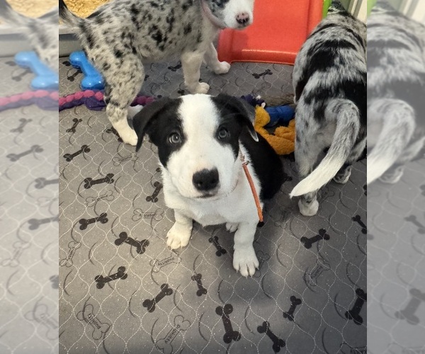 Medium Photo #5 Border Collie Puppy For Sale in HUNTERSVILLE, NC, USA