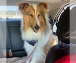 Small #2 Collie