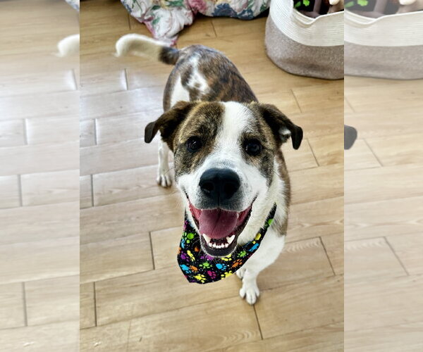 Medium Photo #5 Mutt Puppy For Sale in Rockaway, NJ, USA
