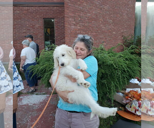 Medium Photo #3 Pyredoodle Puppy For Sale in Croydon, NH, USA