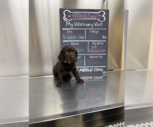 Boykin Spaniel Puppy for Sale in BISHOP, Texas USA