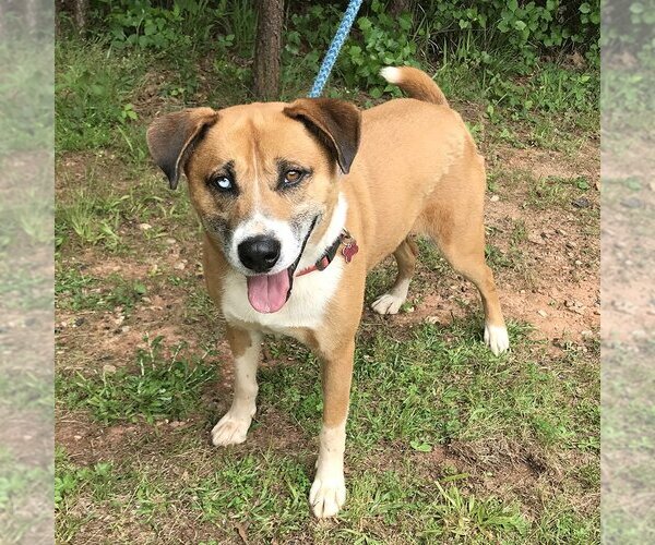 Medium Photo #1 Mutt Puppy For Sale in McCormick, SC, USA