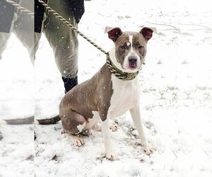 American Pit Bull Terrier-Unknown Mix Dogs for adoption in Perth Amboy, NJ, USA