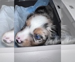 Small #2 Miniature American Shepherd