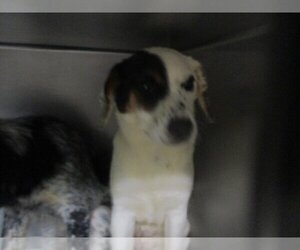 Border Collie-Unknown Mix Dogs for adoption in Oklahoma City, OK, USA