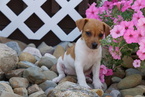 Small Photo #1 Jack Russell Terrier Puppy For Sale in FREDERICKSBURG, OH, USA