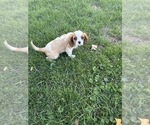 Image preview for Ad Listing. Nickname: Pups