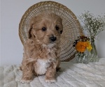 Small Photo #34 Poovanese Puppy For Sale in GOSHEN, IN, USA