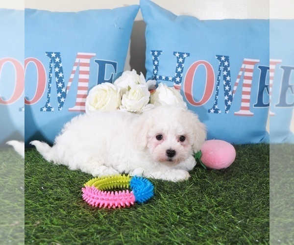 Medium Photo #1 Bichon Frise Puppy For Sale in MOUNT VERNON, OH, USA